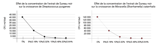 Elvirex SACHETS Efficacité Polyphénols Sureau noir Sambucus nigra Streptococcus pyogenes Moraxella catarrhalis