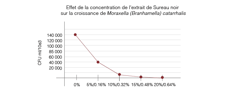 Les polyphénols de canneberge et de sureau noir Efficacite sureau noir Sambucus nigra Moraxella catarrhalis Branhamella catrrhalis