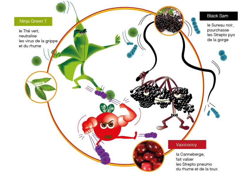 Elvirex SACHETS Polyphénols Thé vert Canneberge Sureau noir Vaccinium oxycoccos Sambucus nigra