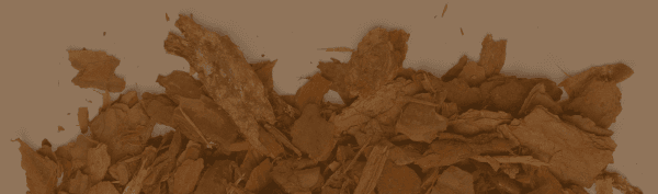 Illustration ecorce pin incone 052021_Plan de travail 1